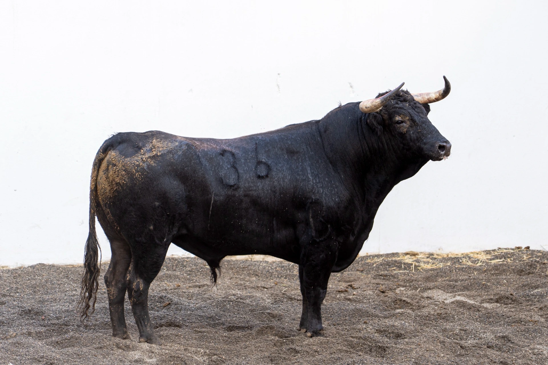 1. 36. EMBARCADO. Negro listón. 469 kg. 01/23