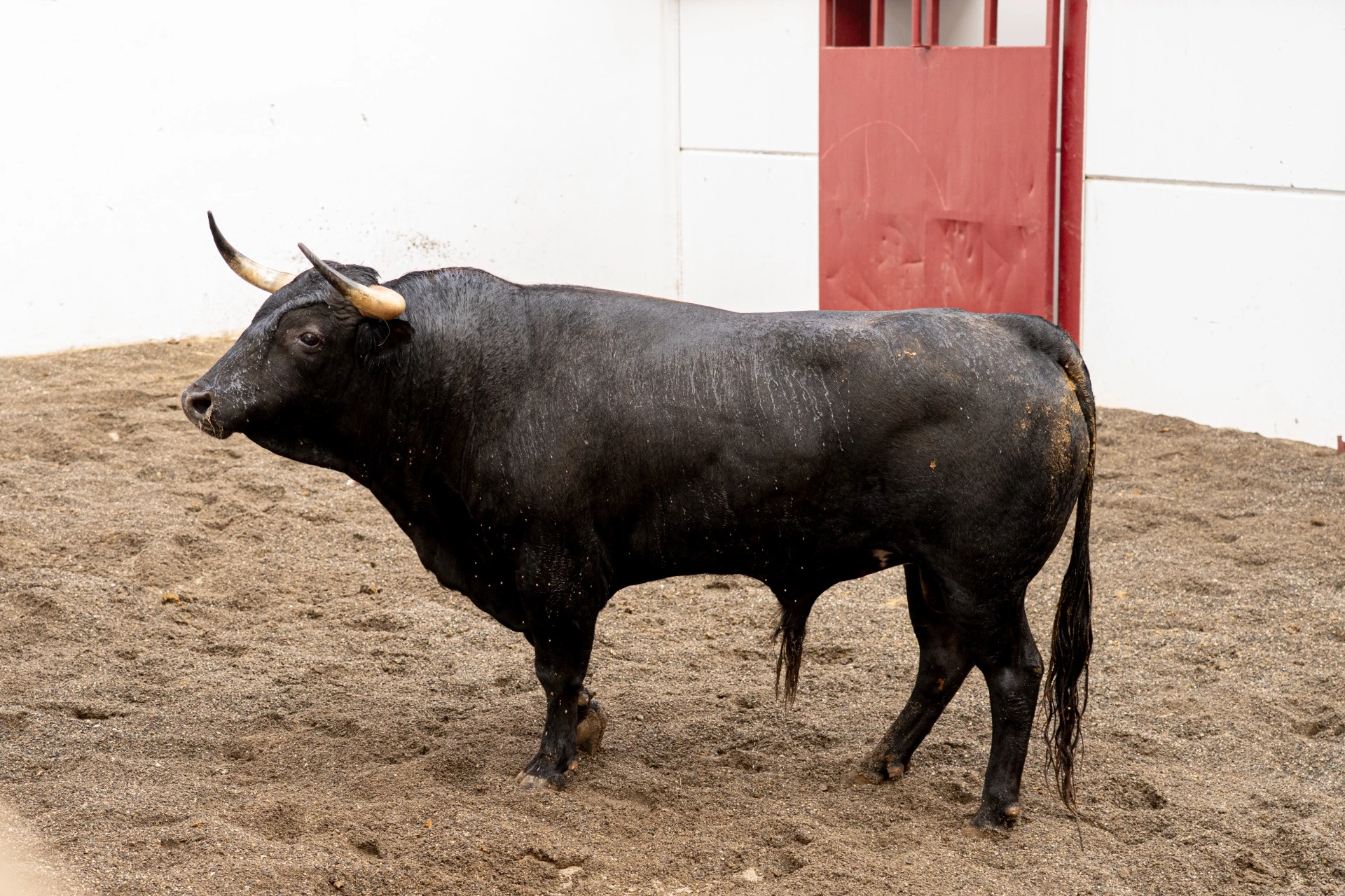 2. 32. ZARRAPASTROSO. Negro. 465 kg. 12/22