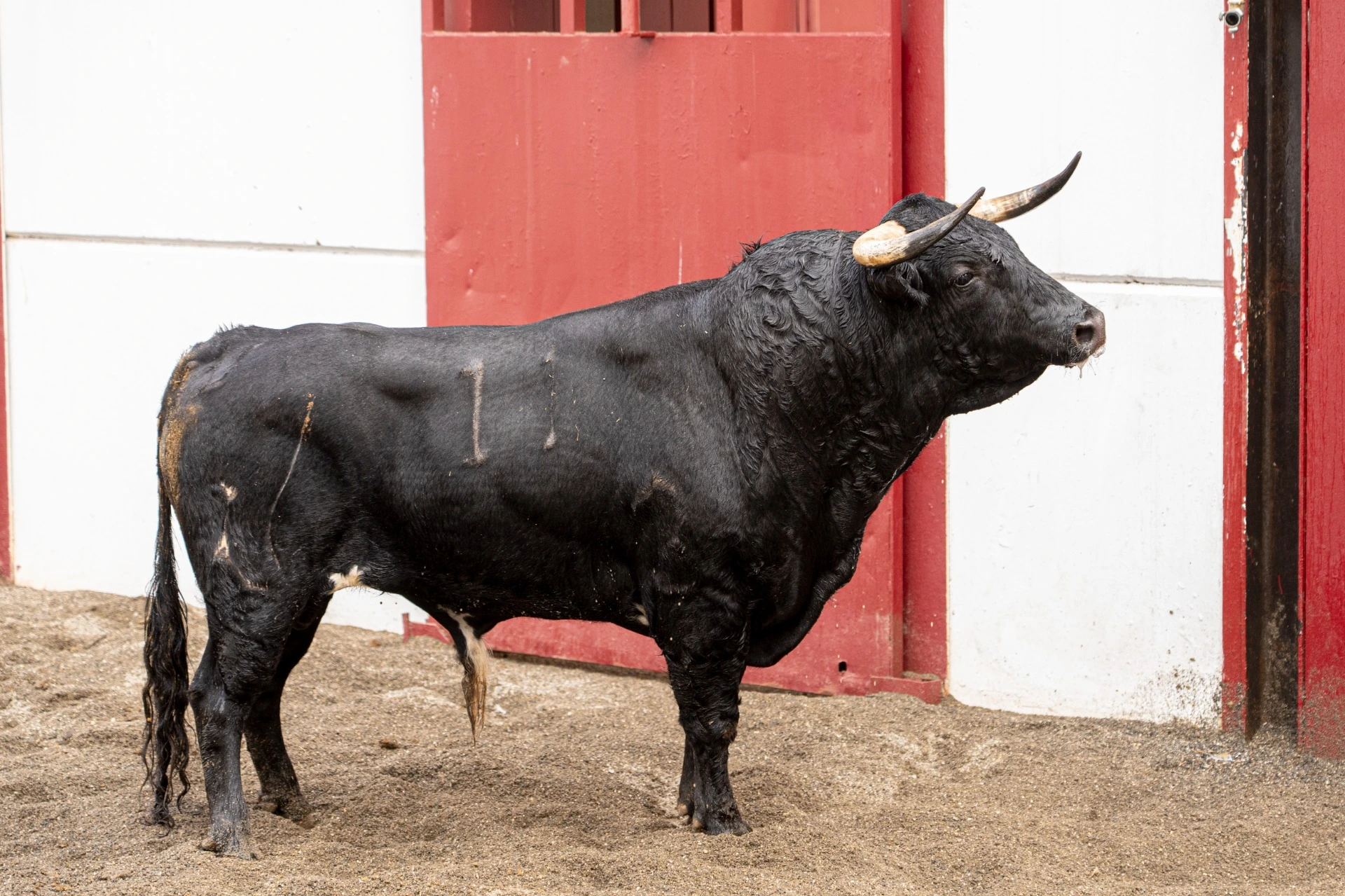 3. 11. CARDILLO. Negro bragado meano. 430 kg. 12/22