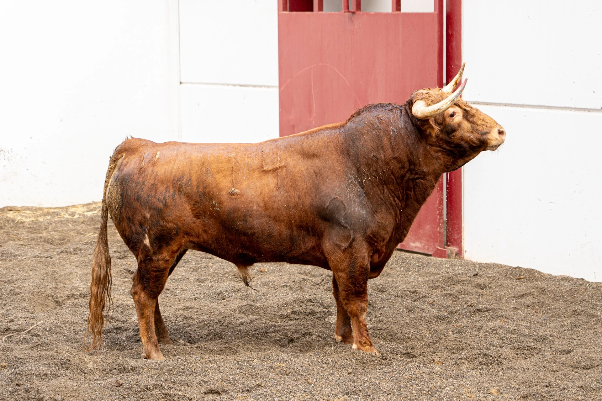 4. 14. CEBOLLERO. Colorado. 441 kg. 01/23
