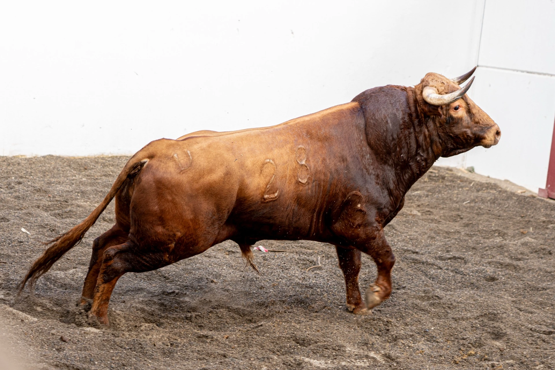 5. 28. CHANCHULLERO. Colorado. 485 kg. 12/22