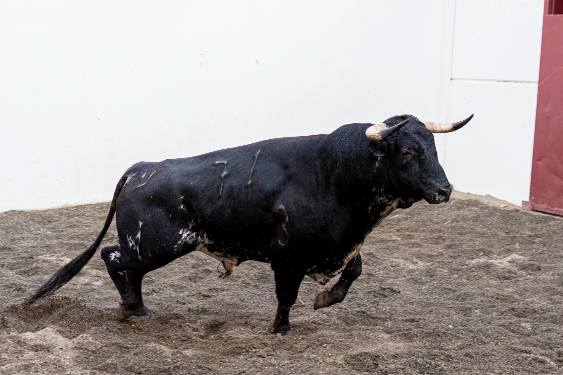 6. 71. ZOJITO. Negro salpicado. 470 kg. 12/22