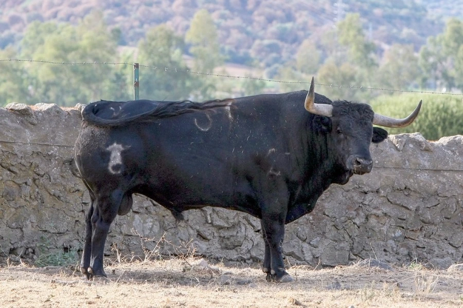 Imagen 6