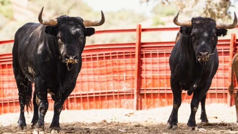 Presentados los toros de Dolores Aguirre para una de las tardes más toristas de Bilbao