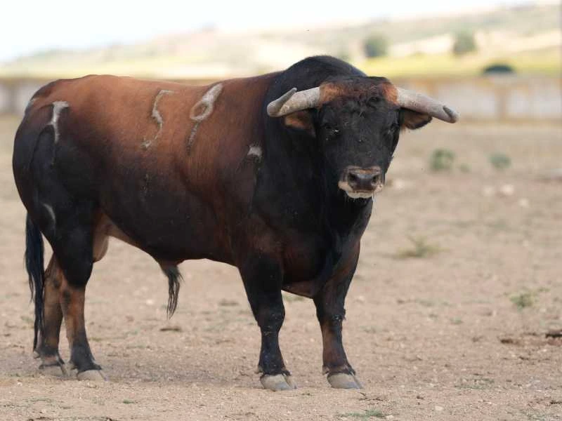 Los toros de Antonio Bañuelos para la corrida de Baeza