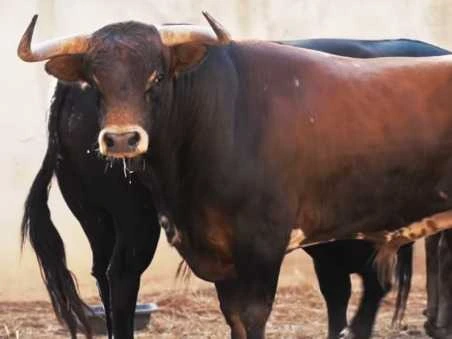 Sorteo en Beziers, se lidian toros de Hnos. García Jiménez