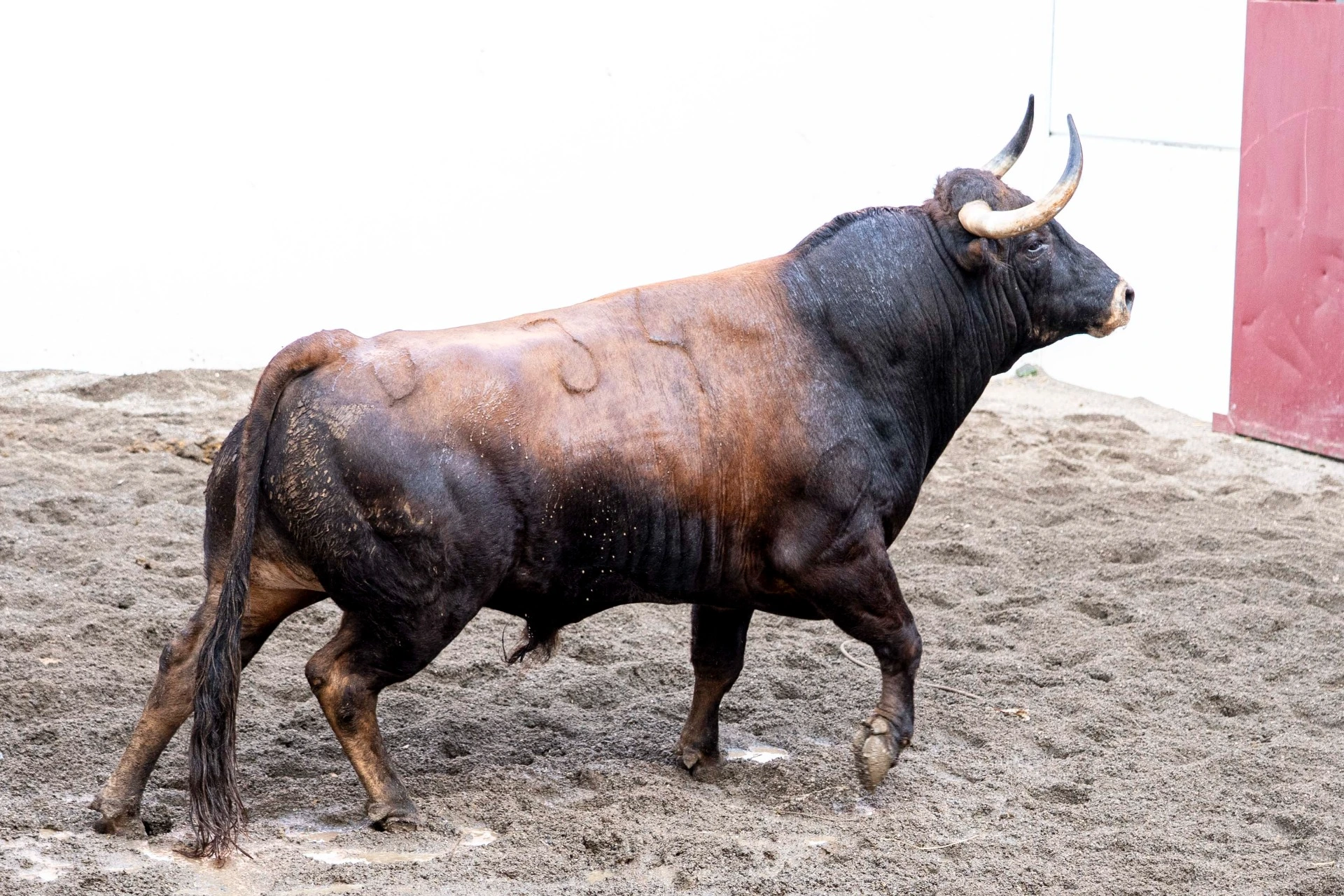 1. 34. CHOCOLATERO. Castaño. 533 kg. 12/21 G2