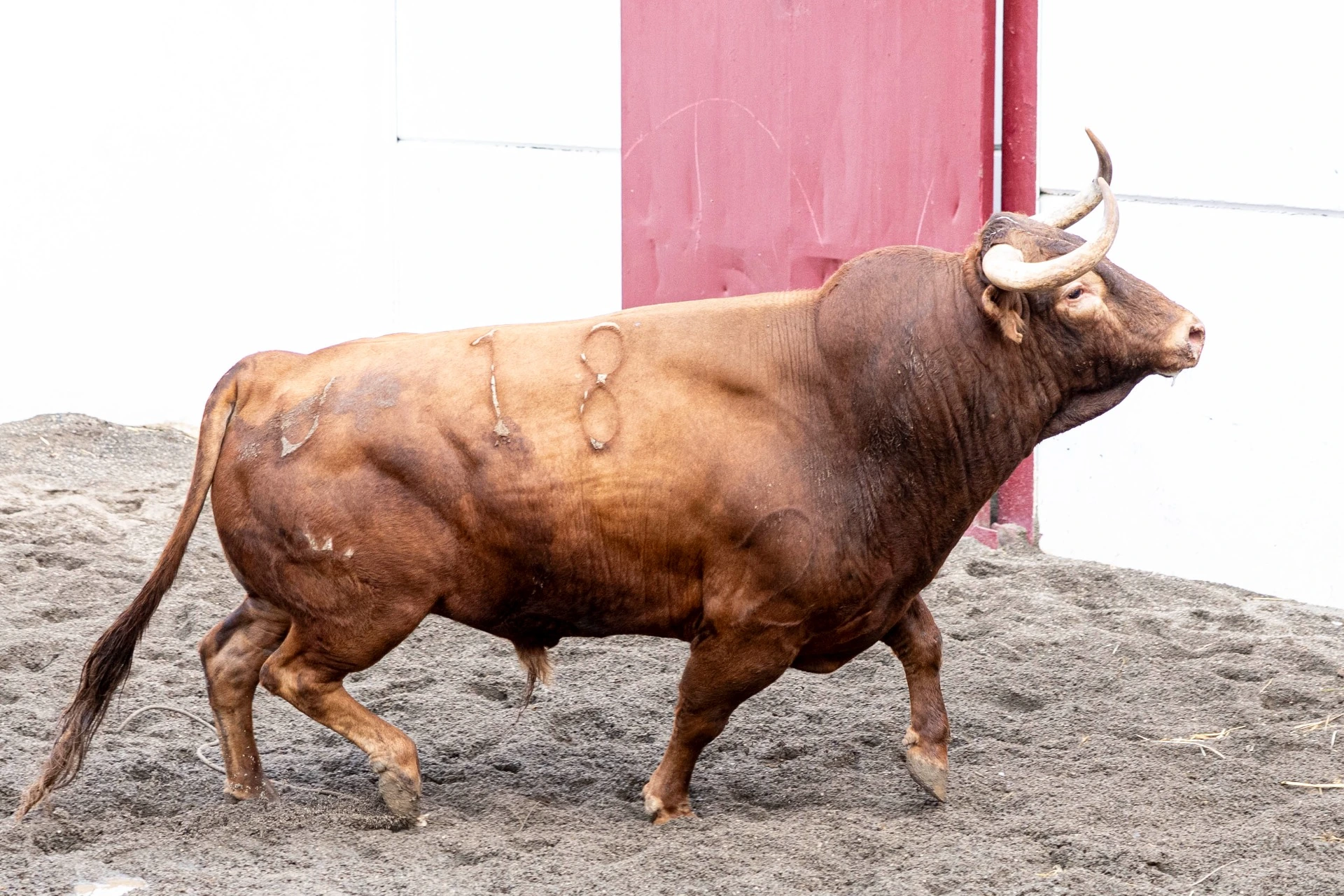2.18. TRIGUERO. Colorado. 550 kg. 11/21