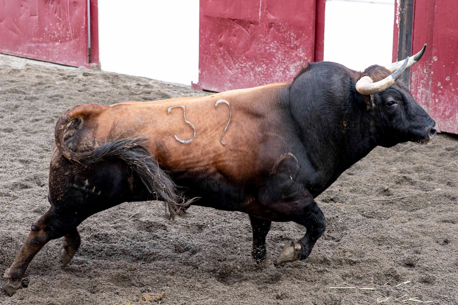 3. 32. EXCLAMADOR. Castaño. 515 kg. 12/21