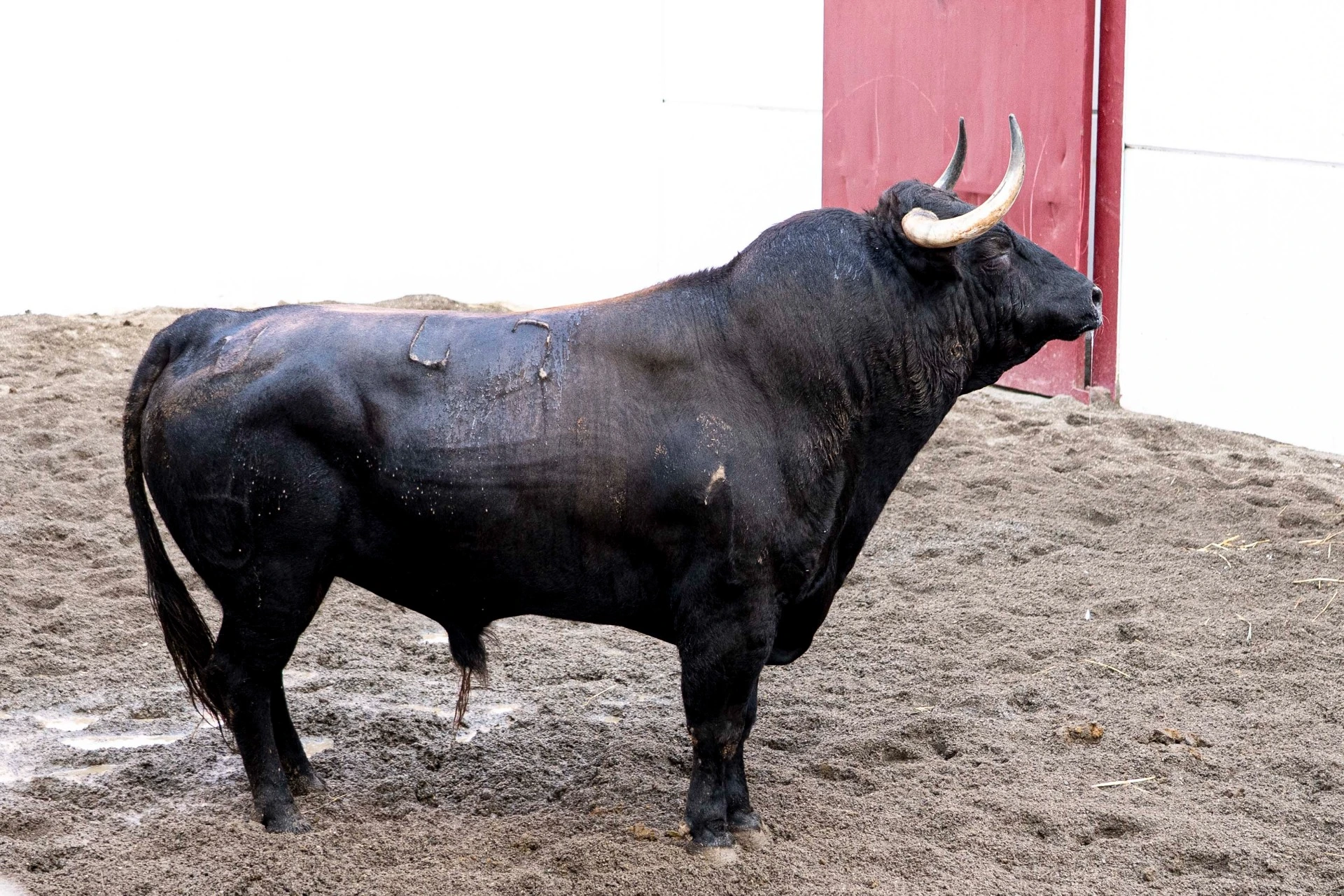 4. 47. SALINERO. Negro mulato chorreado. 538 kg. 03/21