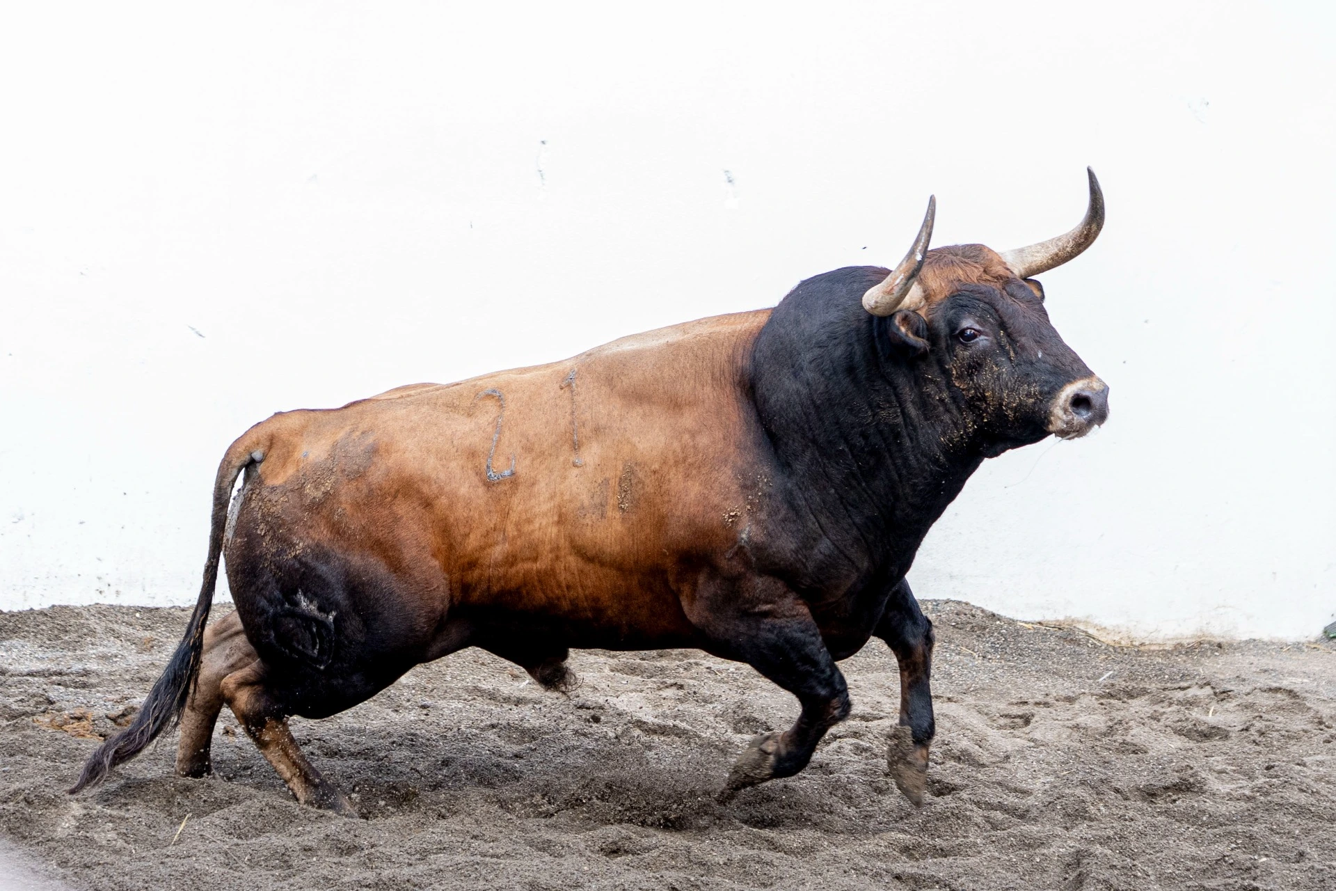 5. 21. SUNAMI. Castaño bociblanco. 539 kg. 10/20