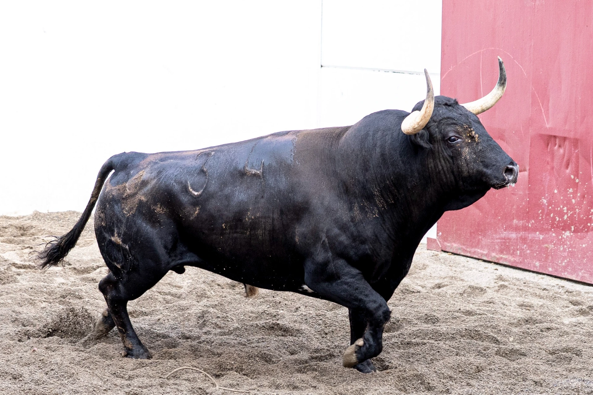 6. 34. VACILÓN. Negro bragado meano. 551 kg. 12/20 G1