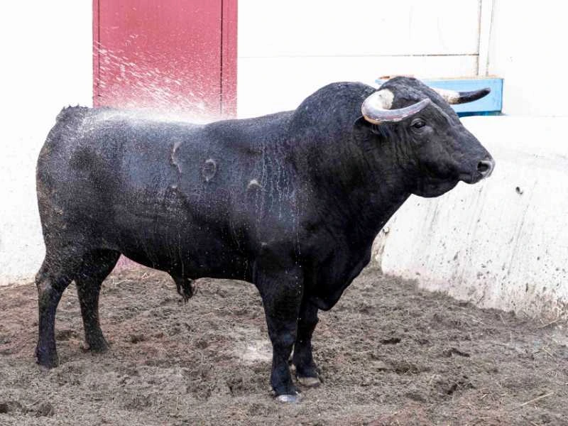 Orden de lidia de los toros de Los Espartales para la cuarta de abono en Málaga