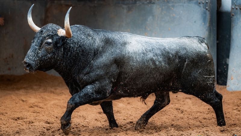 Sorteados y enchiquerados los toros de Adolfo Martín para el mano a mano entre Ferrera y Román en Las Ventas