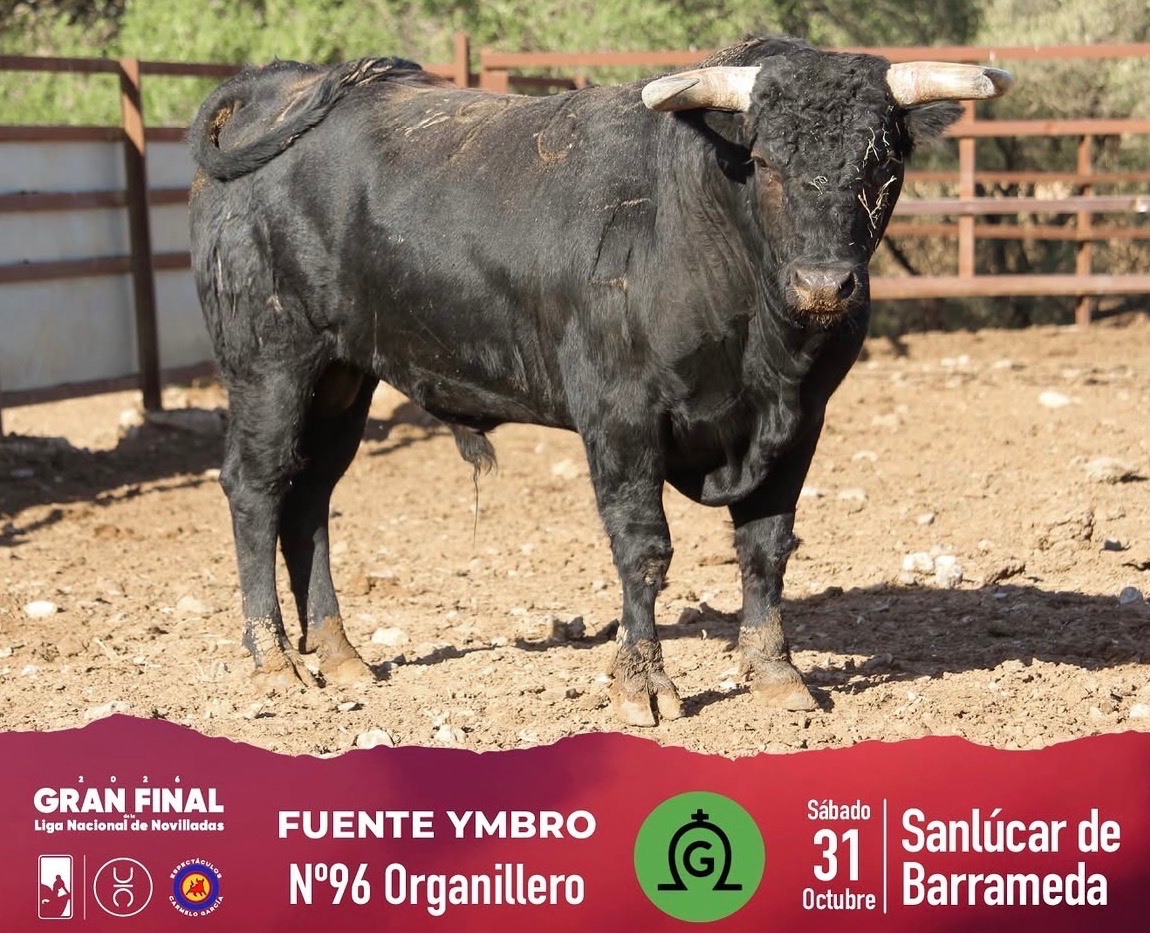 Imagen 5